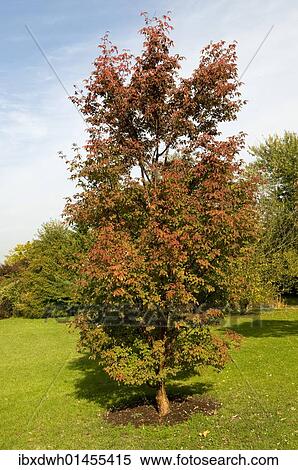Paperbark maple (Acer griseum) View Large Photo Image Stock Photography - Paperbark maple (Acer griseum). Fotosearch