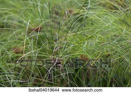 "Papyrus sedge (Cyperus papyrus), Reunion, France, Africa" View Large Photo Image Picture - "Papyrus sedge (Cyperus papyrus), Reunion, France, Africa". Fotosearch