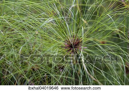 "Papyrus sedge (Cyperus papyrus), Reunion, France, Africa" View Large Photo Image Stock Photograph - "Papyrus sedge (Cyperus papyrus), Reunion, France, Africa". Fotosearch