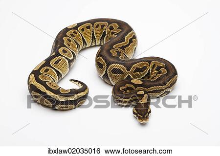 "Paradox Super Fire Ball Python or Royal Python (Python regius), male" View Large Photo Image Stock Photograph - "Paradox Super Fire Ball Python or Royal Python (Python regius), male". Fotosearch