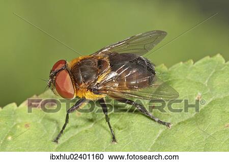 Stock Image - "Parasite Fly (Elomya lateralis), Untergroeningen, Baden-Wuerttemberg, Germany, Europe". Fotosearch