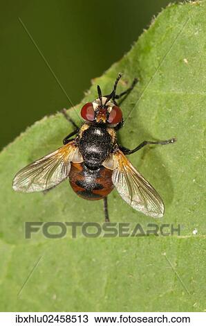 Stock Image - "Parasitic Fly (Gymnosoma nudifrons) Untergroeningen, Baden-Wuerttemberg, Germany, Europe". Fotosearch