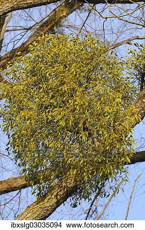 "Parasitic plant, Mistletoe (Viscum album) on a Willow (Salix sp), riverine vegetation, Innufer Aue, bei Rosenheim, Upper Bavaria, Bavaria, Germany, Europe" View Large Photo Image Picture - "Parasitic plant, Mistletoe (Viscum album) on a Willow (Salix sp), riverine vegetation, Innufer Aue, bei Rosenheim, Upper Bavaria, Bavaria, Germany, Europe". Fotosearch