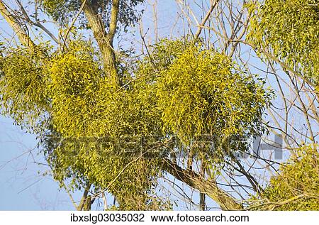 "Parasitic plant, Mistletoe (Viscum album) on a Willow (Salix sp), riverine vegetation, Innufer Aue, bei Rosenheim, Upper Bavaria, Bavaria, Germany, Europe" View Large Photo Image Stock Image - "Parasitic plant, Mistletoe (Viscum album) on a Willow (Salix sp), riverine vegetation, Innufer Aue, bei Rosenheim, Upper Bavaria, Bavaria, Germany, Europe". Fotosearch