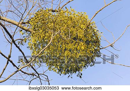 "Parasitic plant, Mistletoe (Viscum album) on a Willow (Salix sp), riverine vegetation, Innufer Aue, bei Rosenheim, Upper Bavaria, Bavaria, Germany, Europe" View Large Photo Image Stock Image - "Parasitic plant, Mistletoe (Viscum album) on a Willow (Salix sp), riverine vegetation, Innufer Aue, bei Rosenheim, Upper Bavaria, Bavaria, Germany, Europe". Fotosearch