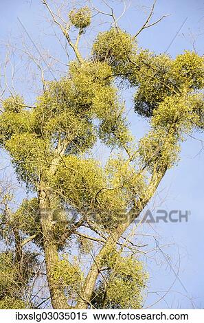 "Parasitic plant, Mistletoe (Viscum album) on a Willow (Salix sp), riverine vegetation, Innufer Aue, bei Rosenheim, Upper Bavaria, Bavaria, Germany, Europe" View Large Photo Image Stock Photography - "Parasitic plant, Mistletoe (Viscum album) on a Willow (Salix sp), riverine vegetation, Innufer Aue, bei Rosenheim, Upper Bavaria, Bavaria, Germany, Europe". Fotosearch