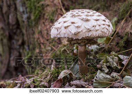 Stock Image - "Parasol mushroom (Macrolepiota procera), Saxony-Anhalt, Germany, Europe". Fotosearch
