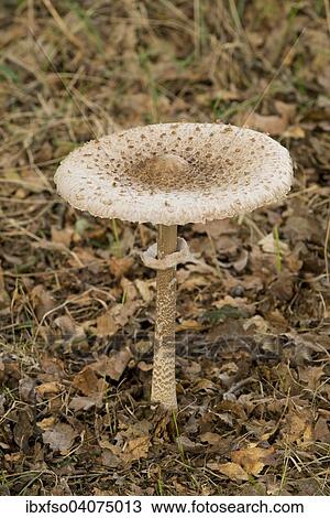"Parasol Mushroom (Macrolepiota procera), Lower Saxony, Germany, Europe" View Large Photo Image Stock Image - "Parasol Mushroom (Macrolepiota procera), Lower Saxony, Germany, Europe". Fotosearch