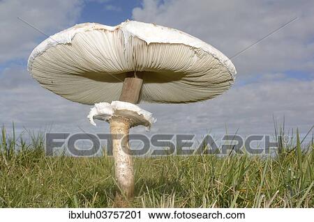 "Parasol Mushroom (Macrolepiota procera), edible mushroom, Romo, Denmark, Europe" View Large Photo Image Stock Image - "Parasol Mushroom (Macrolepiota procera), edible mushroom, Romo, Denmark, Europe". Fotosearch