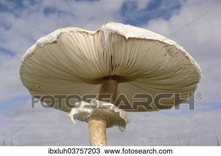 Stock Image - "Parasol Mushroom (Macrolepiota procera), edible mushroom, Romo, Denmark, Europe". Fotosearch