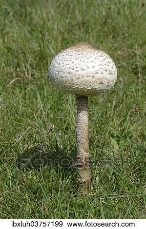 "Parasol Mushroom (Macrolepiota procera), edible mushroom, Romo, Denmark, Europe" View Large Photo Image Stock Photo - "Parasol Mushroom (Macrolepiota procera), edible mushroom, Romo, Denmark, Europe". Fotosearch