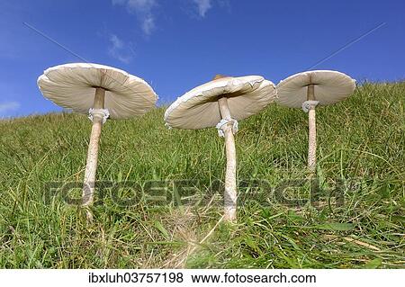 Stock Photo - "Parasol Mushrooms (Macrolepiota procera), edible mushrooms, Romo, Denmark, Europe". Fotosearch