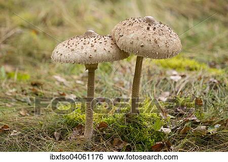 "Parasol Mushrooms (Macrolepiota procera), Lower Saxony, Germany, Europe" View Large Photo Image Stock Photograph - "Parasol Mushrooms (Macrolepiota procera), Lower Saxony, Germany, Europe". Fotosearch