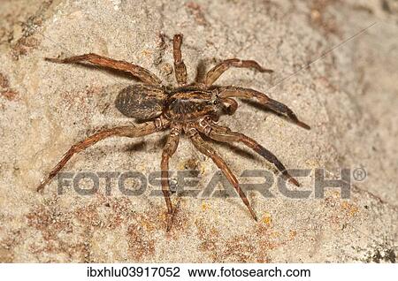 Stock Image - "Pardosa lugubris wolf spider (Pardosa lugubris), Baden-Wurttemberg, Germany, Europe". Fotosearch