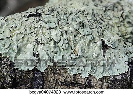 "Parmelia tiliaceae lichen on the bark of a deciduous tree, Switzerland, Europe" View Large Photo Image Stock Image - "Parmelia tiliaceae lichen on the bark of a deciduous tree, Switzerland, Europe". Fotosearch