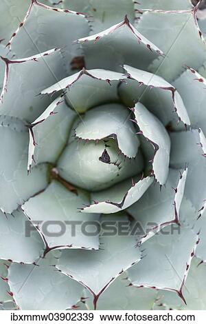 "Parra's Agave (Agave parrasana) from above, native to Mexico" View Large Photo Image Stock Photo - "Parra's Agave (Agave parrasana) from above, native to Mexico". Fotosearch