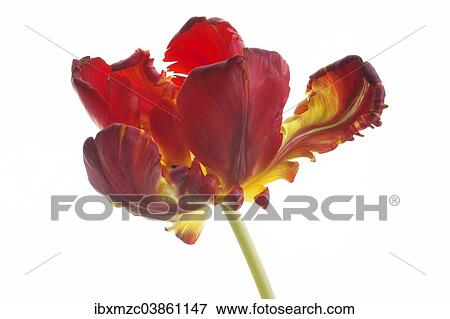 "Parrot Tulip (Tulipa), flower" View Large Photo Image Stock Photo - "Parrot Tulip (Tulipa), flower". Fotosearch