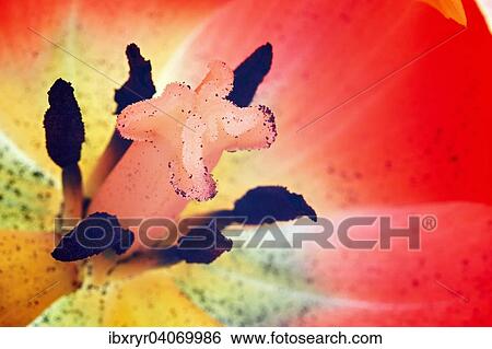 "Parrot Tulip (Tulipa), pistil" View Large Photo Image Stock Photograph - "Parrot Tulip (Tulipa), pistil". Fotosearch