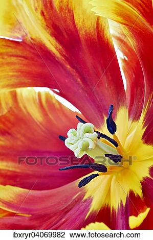 Stock Image - Parrot Tulip (Tulipa). Fotosearch