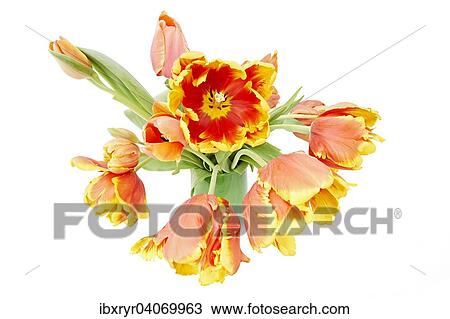 Parrot Tulips (Tulipa) in a vase View Large Photo Image Stock Image - Parrot Tulips (Tulipa) in a vase. Fotosearch