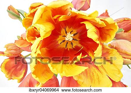 Picture - Parrot Tulips (Tulipa). Fotosearch