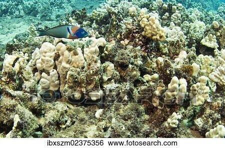 "Parrotfish (Scarinae), Kahekili Beach Park, Lahaina, Maui, Hawaii, USA" View Large Photo Image Stock Photograph - "Parrotfish (Scarinae), Kahekili Beach Park, Lahaina, Maui, Hawaii, USA". Fotosearch