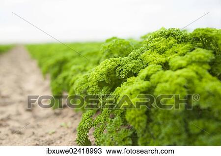 Stock Image - Parsley field. Fotosearch