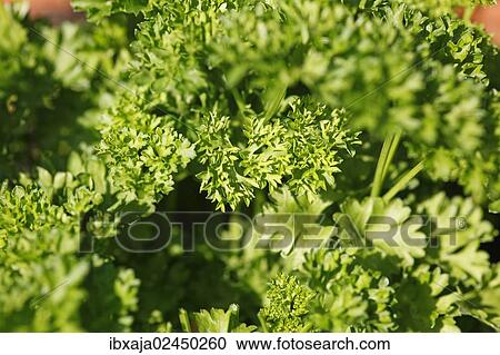 Parsley (Petroselinum crispum) View Large Photo Image Stock Image - Parsley (Petroselinum crispum). Fotosearch