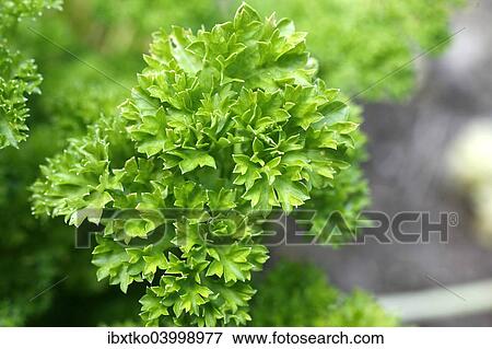 Parsley (Petroselinum crispum) View Large Photo Image Stock Photo - Parsley (Petroselinum crispum). Fotosearch