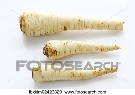 "Parsley (Petroselinum hortense), roots" View Large Photo Image Stock Photo - "Parsley (Petroselinum hortense), roots". Fotosearch