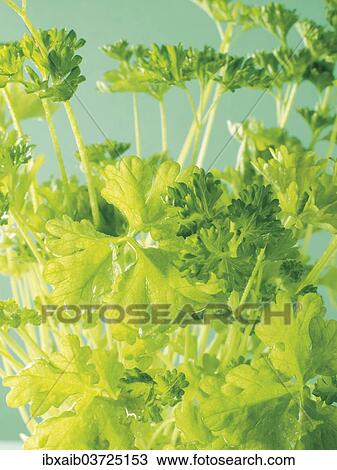 Stock Image - Parsley. Fotosearch