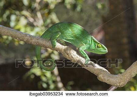 Picture - "Parson's Chameleon (Calumma parsonii), Madagascar, Africa". Fotosearch