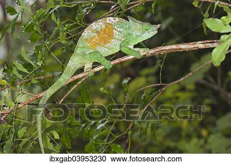 Stock Image - "Parson's Chameleon (Calumma parsonii), Andasibe-Mantadia National Park, Madagascar, Africa". Fotosearch