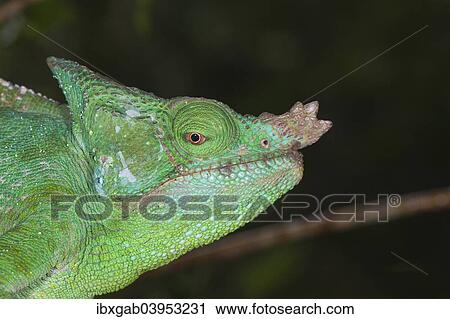 Stock Image - "Parson's Chameleon (Calumma parsonii), Andasibe-Mantadia National Park, Madagascar, Africa". Fotosearch