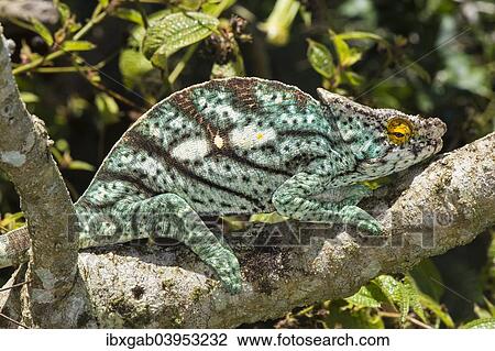 Stock Image - "Parson's Chameleon (Calumma parsonii), Madagascar, Africa". Fotosearch