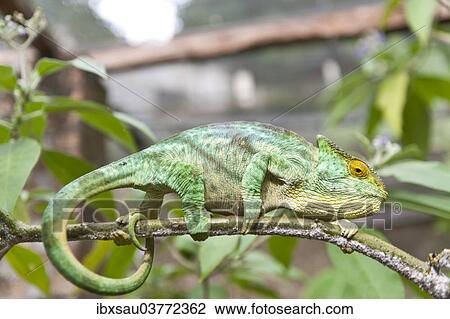 "Parsons Chameleon (Calumma parsonii) on a branch, female, Exotic Parc, Peyriar, Madagascar, Africa" View Large Photo Image Stock Image - "Parsons Chameleon (Calumma parsonii) on a branch, female, Exotic Parc, Peyriar, Madagascar, Africa". Fotosearch