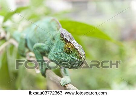 "Parsons Chameleon (Calumma parsonii) on a branch, female, Exotic Parc, Peyriar, Madagascar, Africa" View Large Photo Image Stock Image - "Parsons Chameleon (Calumma parsonii) on a branch, female, Exotic Parc, Peyriar, Madagascar, Africa". Fotosearch