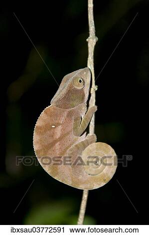 "Parsons Chameleon (Calumma parsonii), brown, curled tail, at night, Ranomafana National Park, Madagascar, Africa" View Large Photo Image Stock Image - "Parsons Chameleon (Calumma parsonii), brown, curled tail, at night, Ranomafana National Park, Madagascar, Africa". Fotosearch