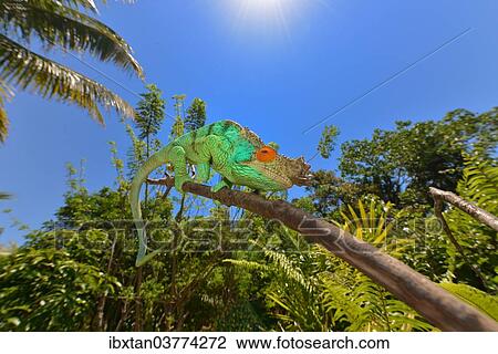 Stock Image - "Parson's Chameleon (Calumma parsonii), Tampolo Forest Reserve, Madagascar, Africa". Fotosearch