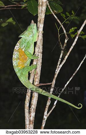 "Parson's Chameleon (Calumma parsonii), Andasibe-Mantadia National Park, Madagascar, Africa" View Large Photo Image Stock Photo - "Parson's Chameleon (Calumma parsonii), Andasibe-Mantadia National Park, Madagascar, Africa". Fotosearch
