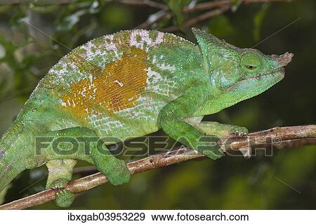 "Parson's Chameleon (Calumma parsonii), Andasibe-Mantadia National Park, Madagascar, Africa" View Large Photo Image Stock Photo - "Parson's Chameleon (Calumma parsonii), Andasibe-Mantadia National Park, Madagascar, Africa". Fotosearch
