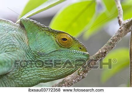 "Parson's chameleon (Calumma parsonii), female, Exotic Parc, Peyriar, Madagascar, Africa" View Large Photo Image Stock Photo - "Parson's chameleon (Calumma parsonii), female, Exotic Parc, Peyriar, Madagascar, Africa". Fotosearch