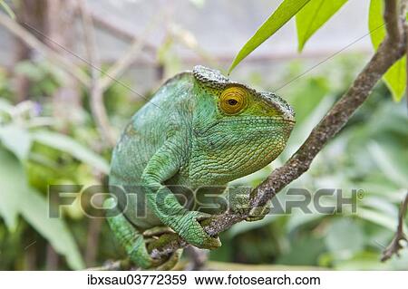 "Parson's chameleon (Calumma parsonii), female, Exotic Parc, Peyriar, Madagascar, Africa" View Large Photo Image Stock Photo - "Parson's chameleon (Calumma parsonii), female, Exotic Parc, Peyriar, Madagascar, Africa". Fotosearch
