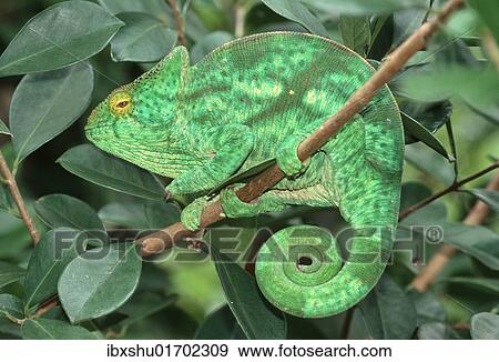 Stock Photo - "Parson's Chameleon (Calumma parsonii), resting with a rolled-up tail, Madagascar, Africa". Fotosearch