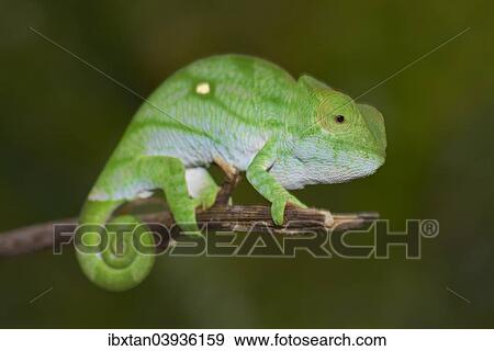 "Parson's Chameleon (Calumma parsonii), young, Marojejy, Sambava, Madagascar, Africa" View Large Photo Image Stock Photo - "Parson's Chameleon (Calumma parsonii), young, Marojejy, Sambava, Madagascar, Africa". Fotosearch