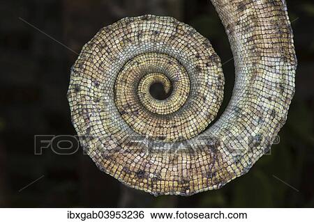 "Parson's Chameleon (Calumma parsonii), close-up of the tail, Madagascar, Africa" View Large Photo Image Stock Photograph - "Parson's Chameleon (Calumma parsonii), close-up of the tail, Madagascar, Africa". Fotosearch
