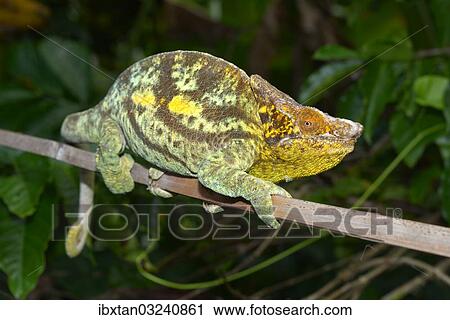 "Parson's Giant Chameleon (Calumma parsonii parsonii), Voimana, Ost-Madagaskar, Madagascar, Africa" View Large Photo Image Stock Image - "Parson's Giant Chameleon (Calumma parsonii parsonii), Voimana, Ost-Madagaskar, Madagascar, Africa". Fotosearch
