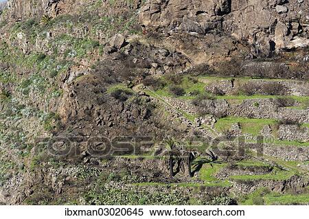 Stock Photography - "Partially burned mountainside, Valle Gran Rey, La Gomera, Canary Islands, Spain, Europe". Fotosearch