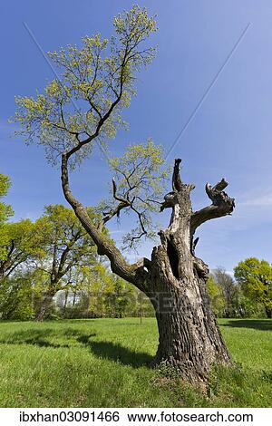 "Partially dead tree in the gardens of Schloss Laxenburg Castle, Laxenburg, Lower Austria, Austria, Europe" View Large Photo Image Stock Photograph - "Partially dead tree in the gardens of Schloss Laxenburg Castle, Laxenburg, Lower Austria, Austria, Europe". Fotosearch