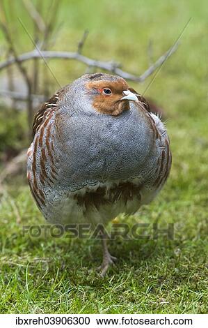 Stock Image - "Partridge or Grey Partridge (Perdix perdix), captive, animal enclosure, Bavarian Forest National Park, Bavaria, Germany, Europe". Fotosearch